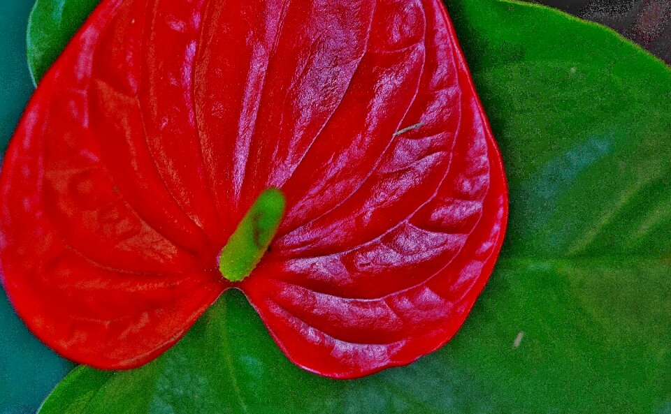 Leaf leaves colorful