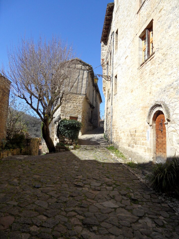 Village tree stones