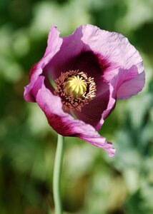 Poppy hadji plant