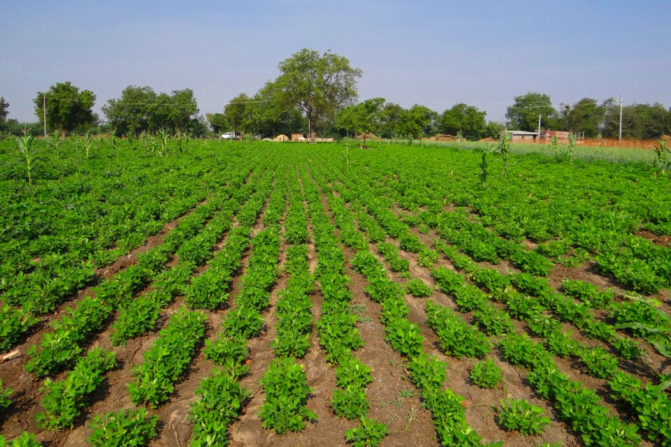 Oilseeds karnataka india