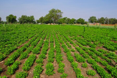 Oilseeds karnataka india photo