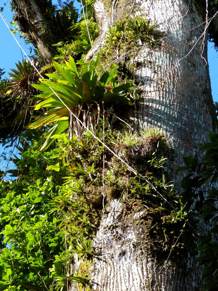 Tropical central america green