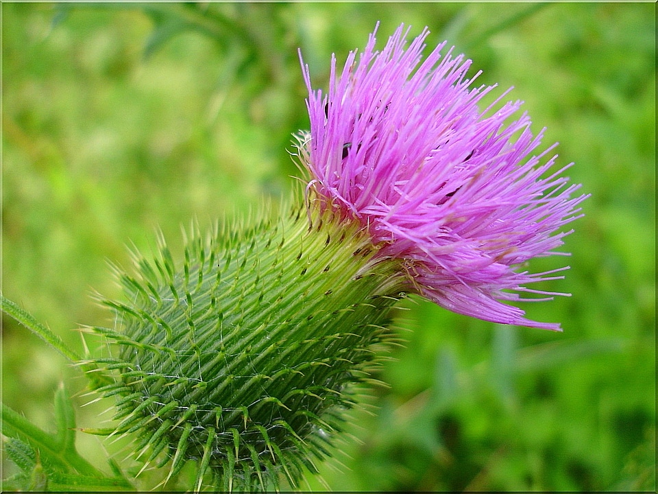 Bloom wayside prickly