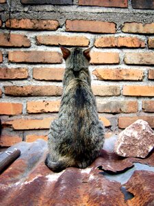 Pet feline brick photo