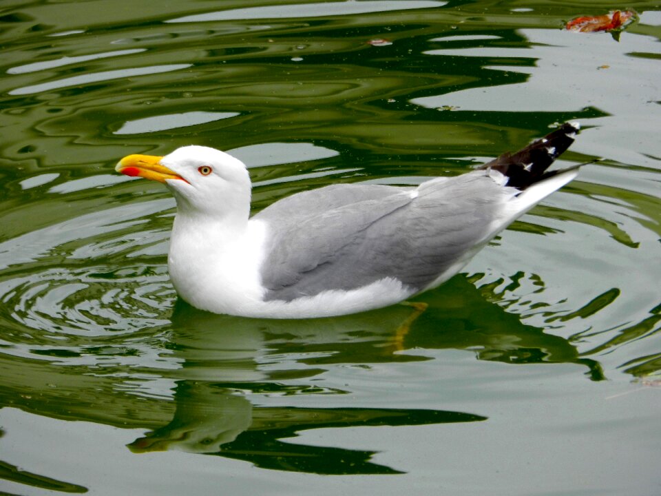 Pond seagulls birds