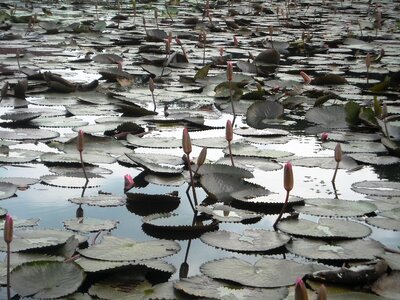 Lotus flowers water