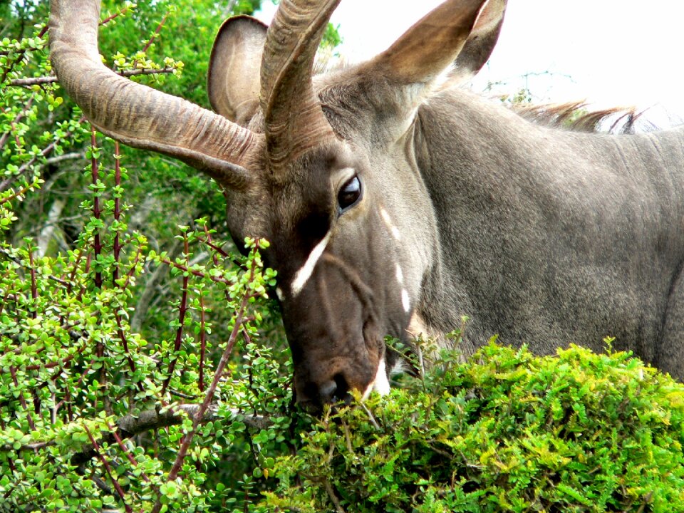 Africa eat mammal