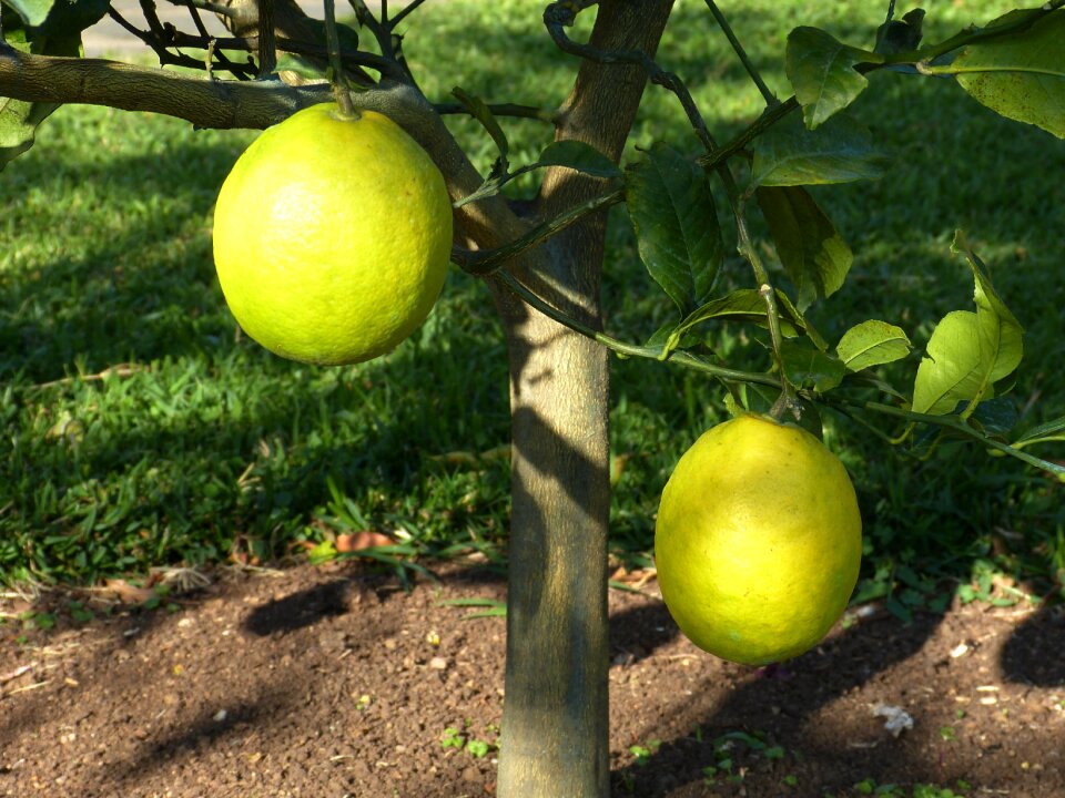 Yellow fruit food photo