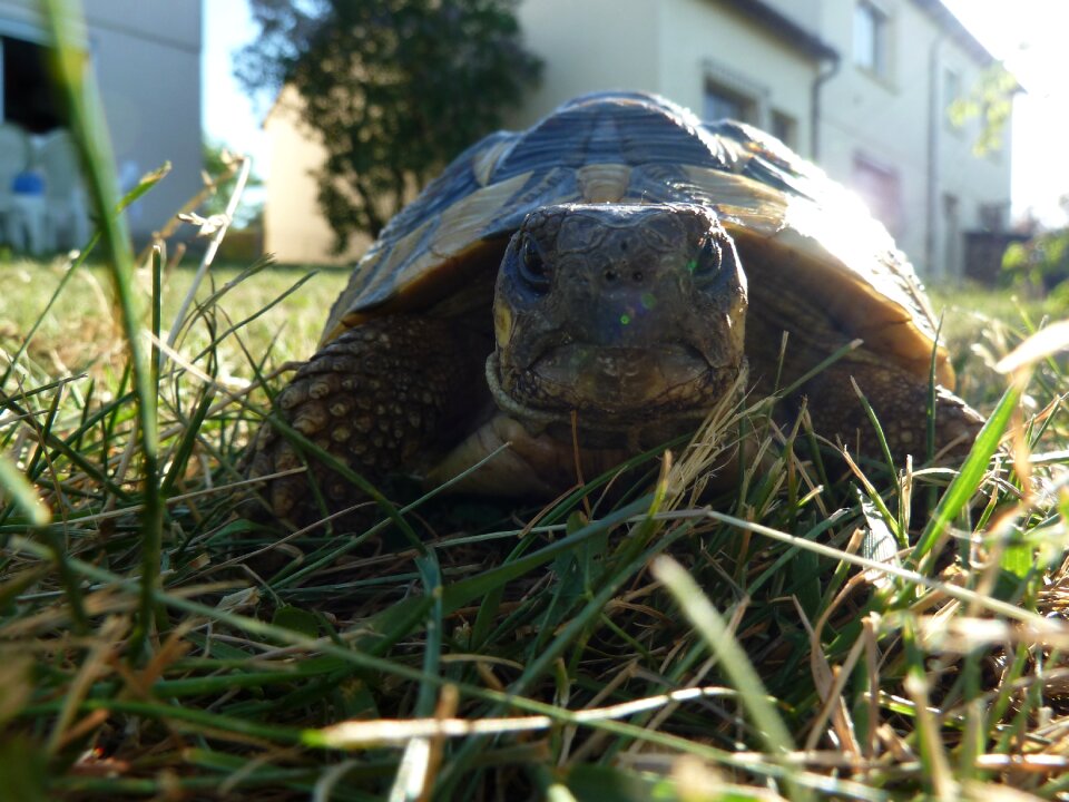 Turtle reptile animal