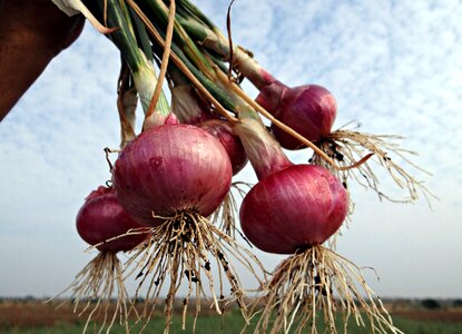 Vegetable onion bulbs india