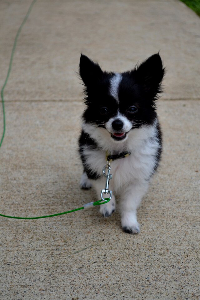 Leash black and white sidewalk