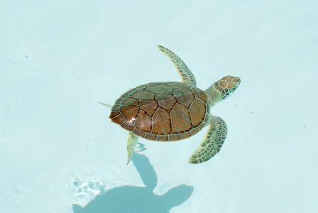 Turtle xcaret caribbean