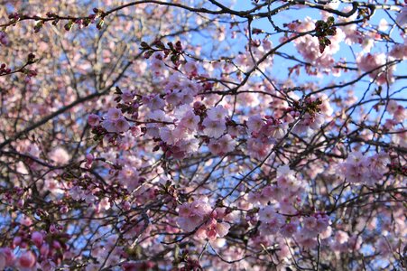 Spring pink nature