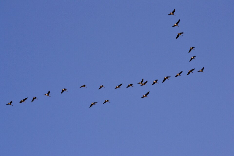 Flying animal sky
