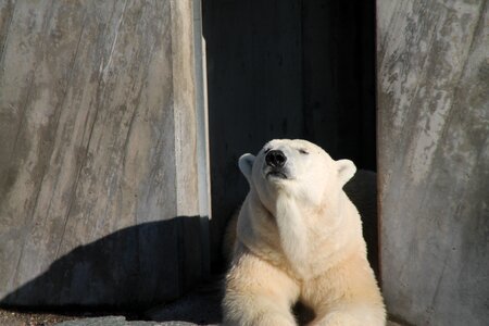 Bear rest zoo