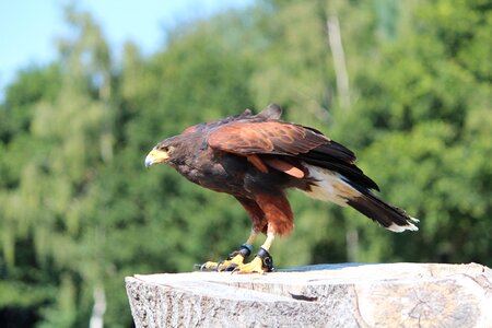 Raptor bird's eye view wild bird
