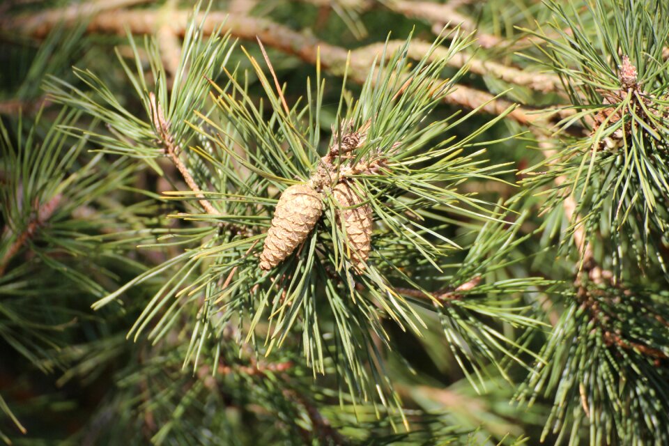 Pine greenhouse tap pine