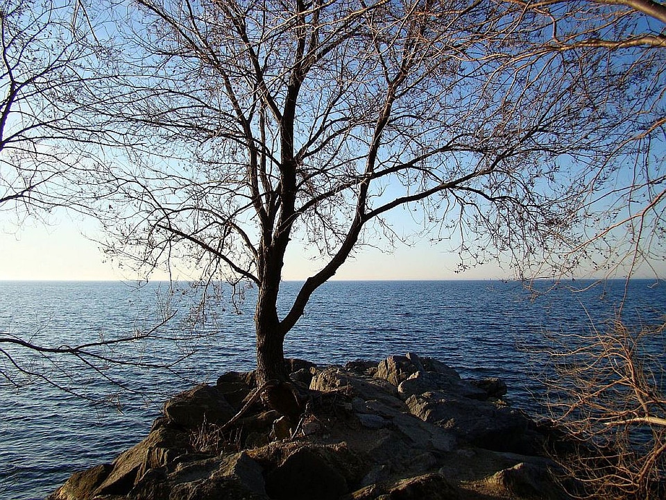 Tree island sunrise