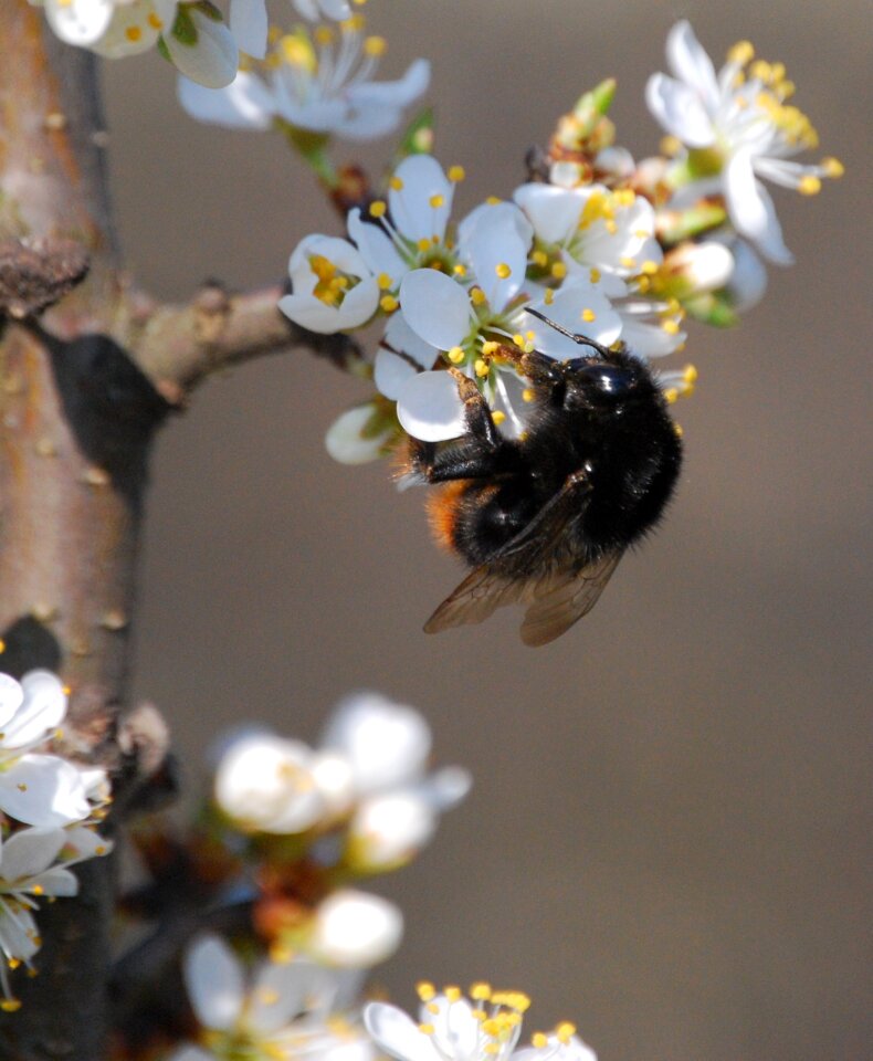 Pollen sloe honey