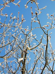 Tree hoarfrost branch photo