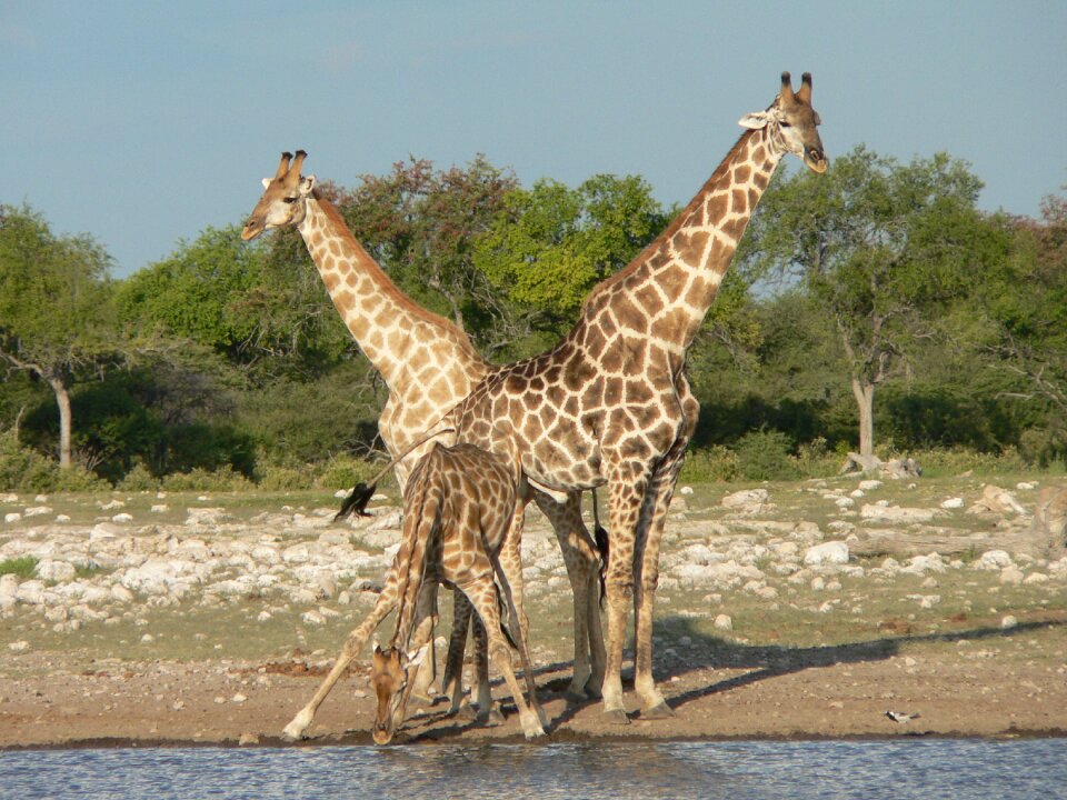 Safari namibia drink