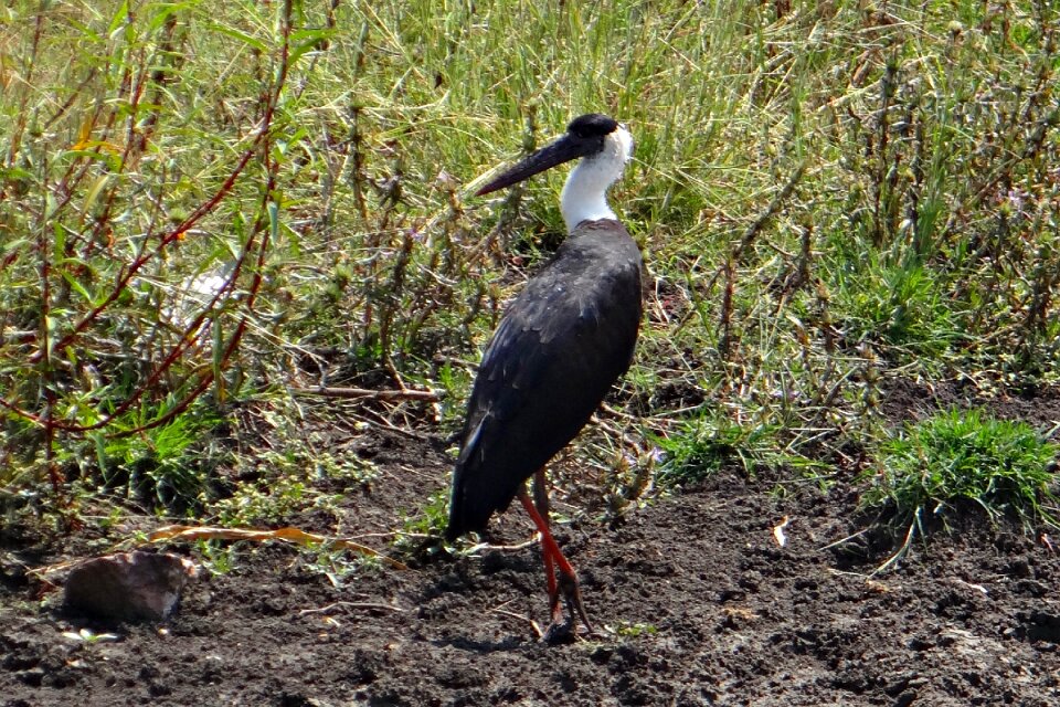 Ciconia episcopus bird stork