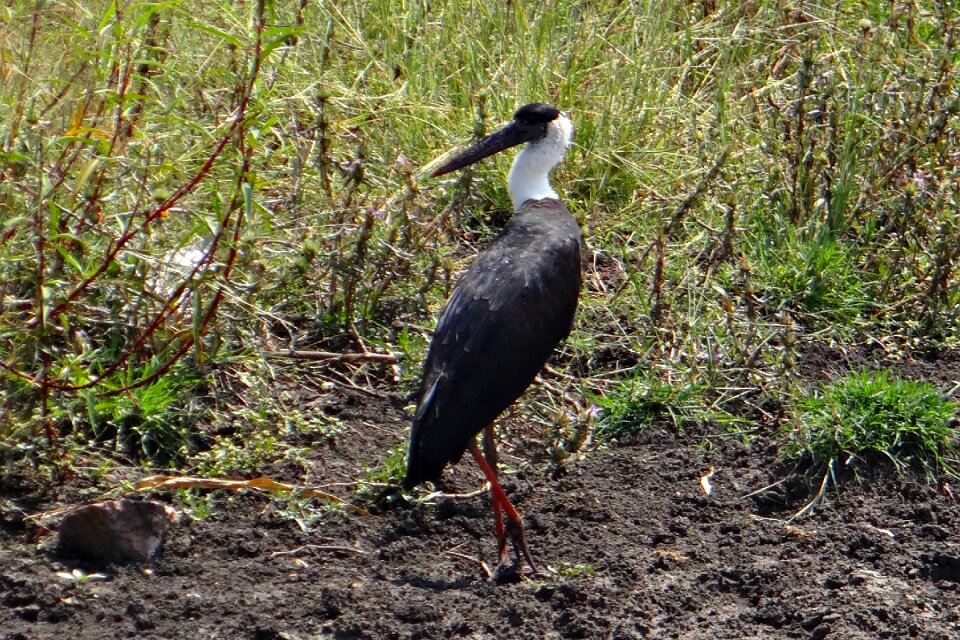 Ciconia episcopus bird stork photo