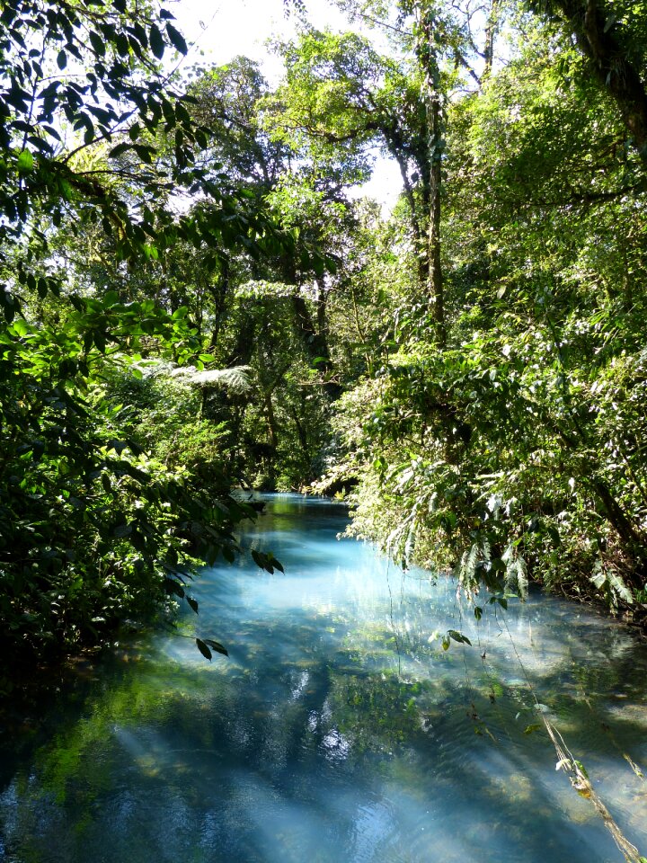 Tropical green branches