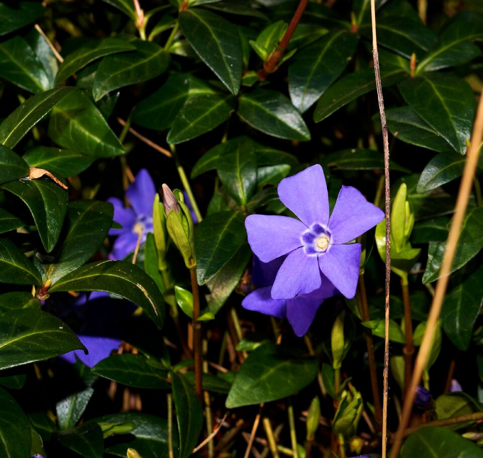 Ground cover plant small pollinated