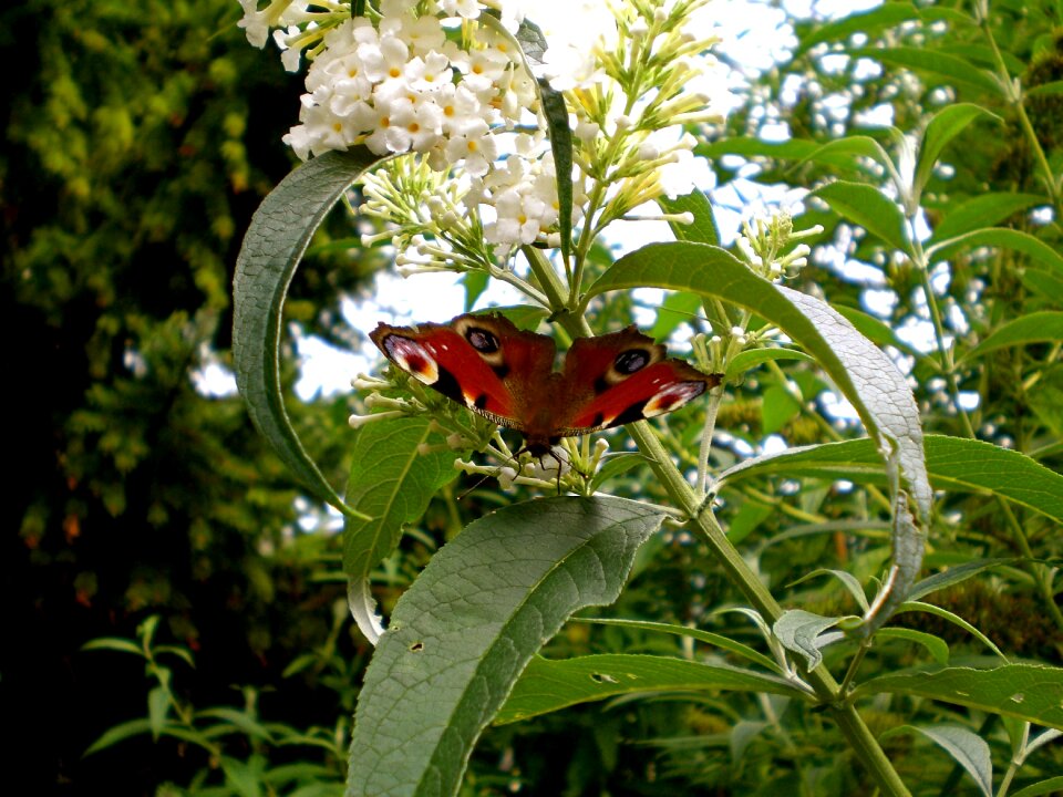 Peacock butterfly peacock butterflies