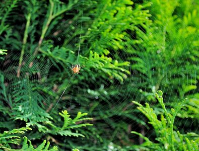 Spider cobweb nature