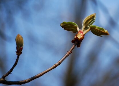 Spring nature chestnut