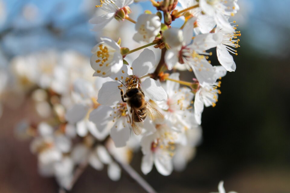 Spring sunshine blossom