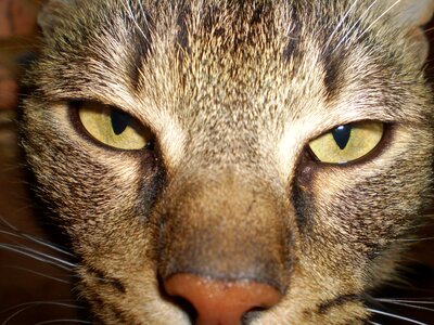 Eyes yellow significant