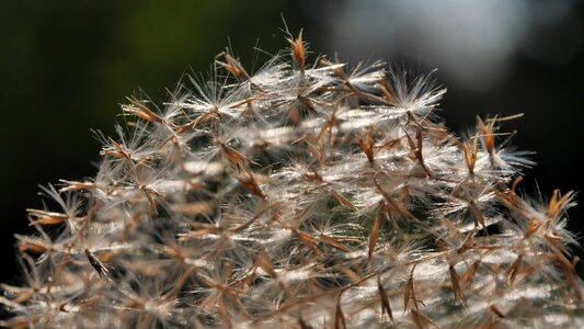 Dry backlight macro