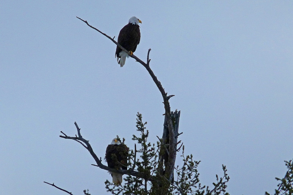 Nature bird raptor