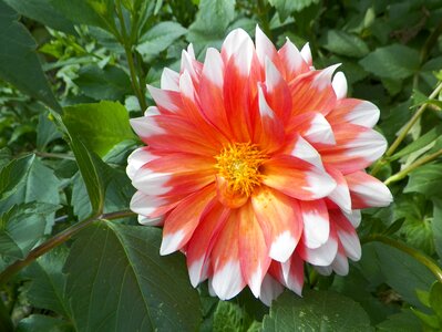 Blossom orangem red plant photo