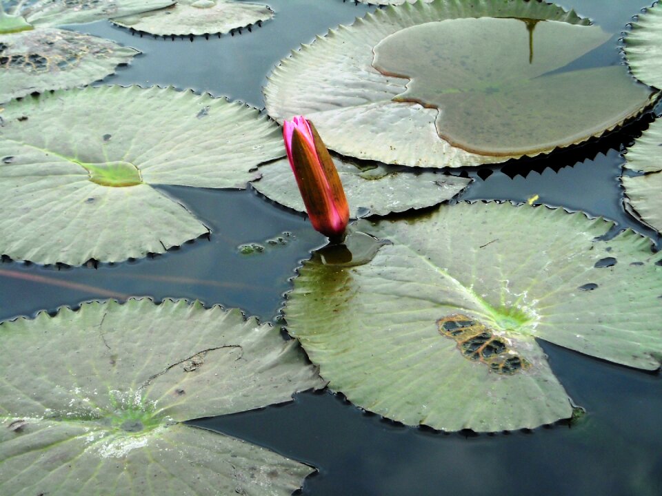 Red plants water