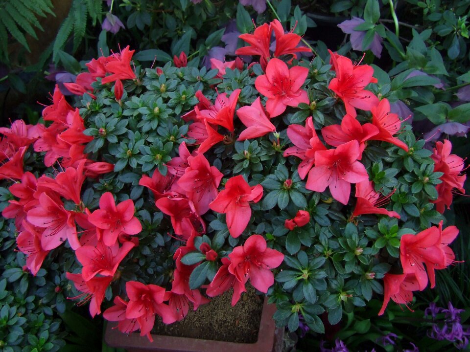 Flowers flower spring