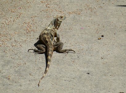 Animal iguana dragon