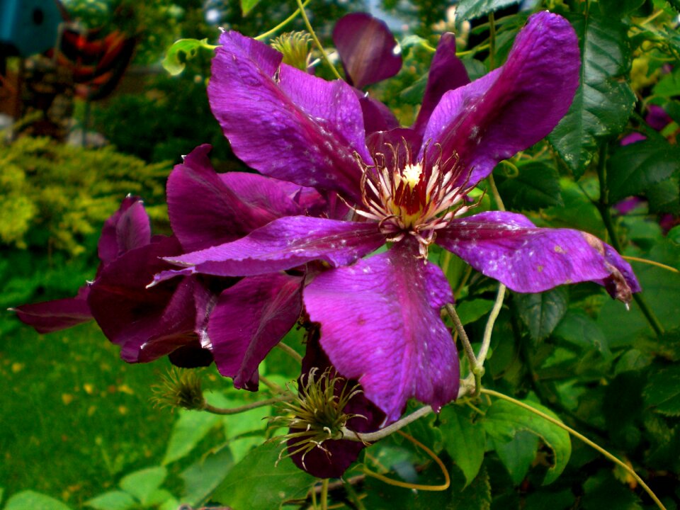 Bloom close up violet