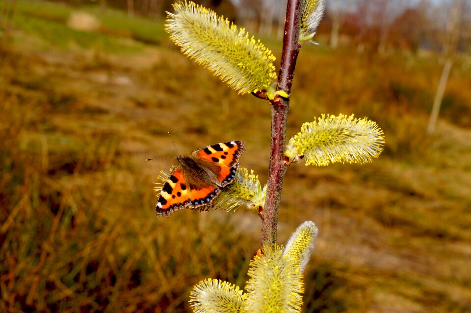 Color aglais urticae nature photo