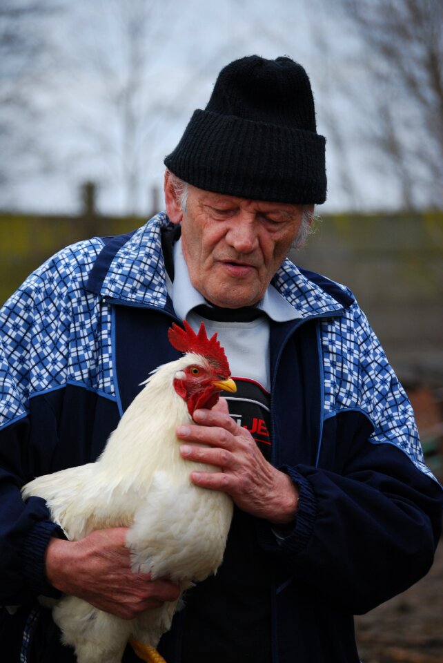 Pets gentle old