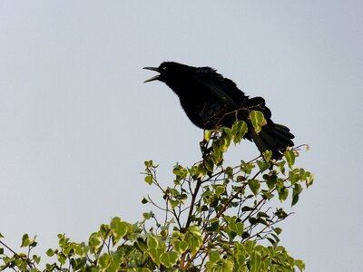 Silhouette evening songbird