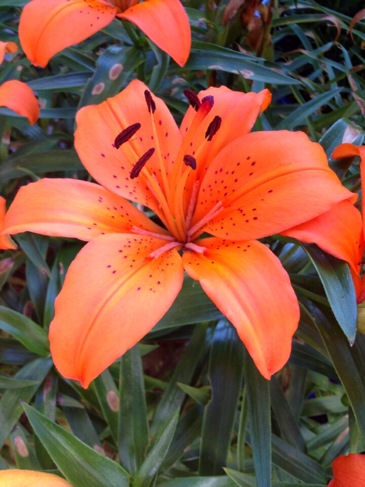 Bloom lily spring