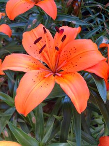 Bloom lily spring