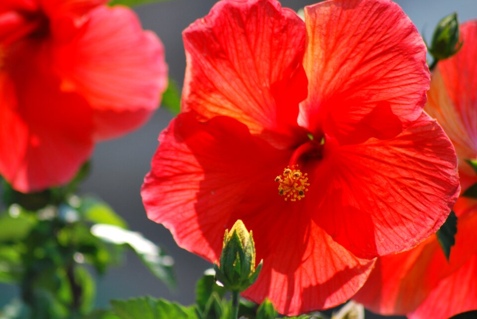 Pretty summer bright