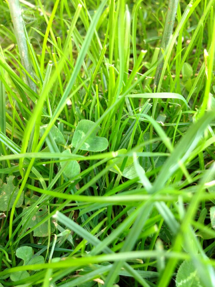 Meadow green grass