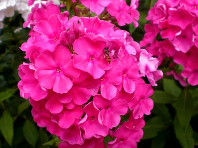 Plant flower discounts