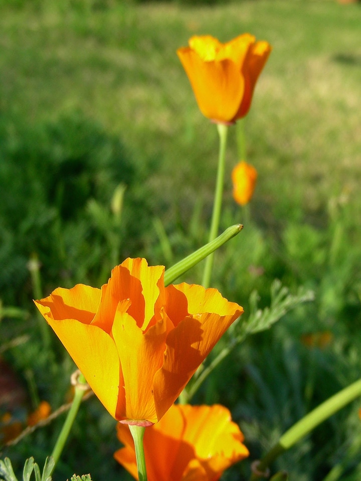 Golden flower orange